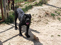 cane corso tipo rustico